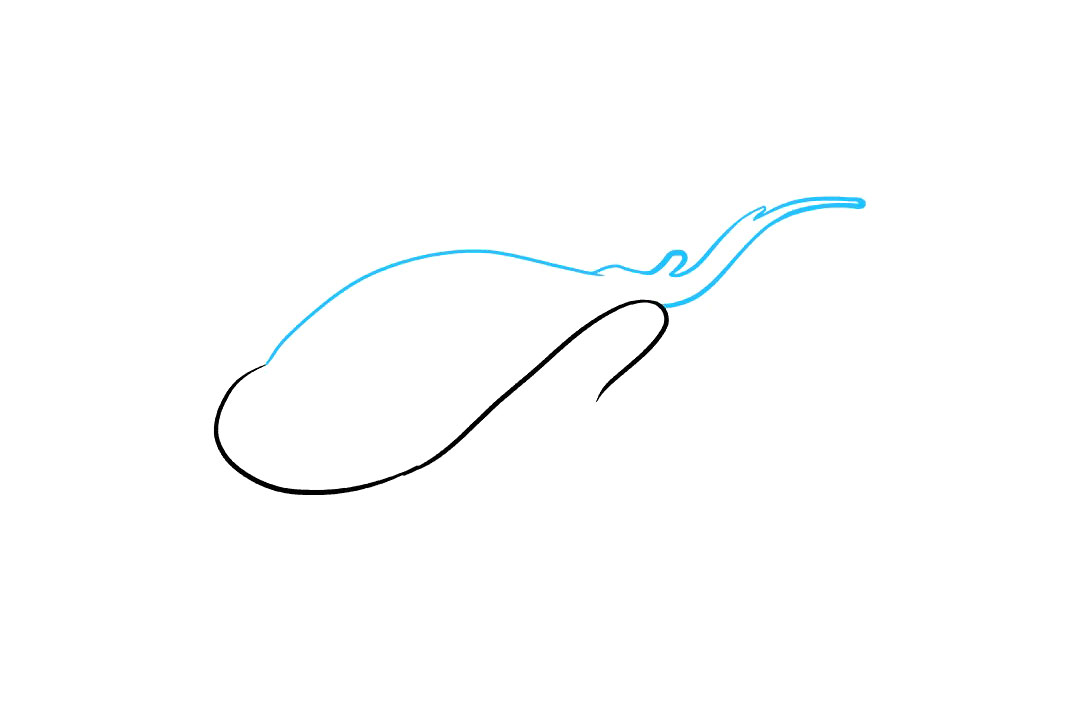 赤魟鱼怎么画-图2