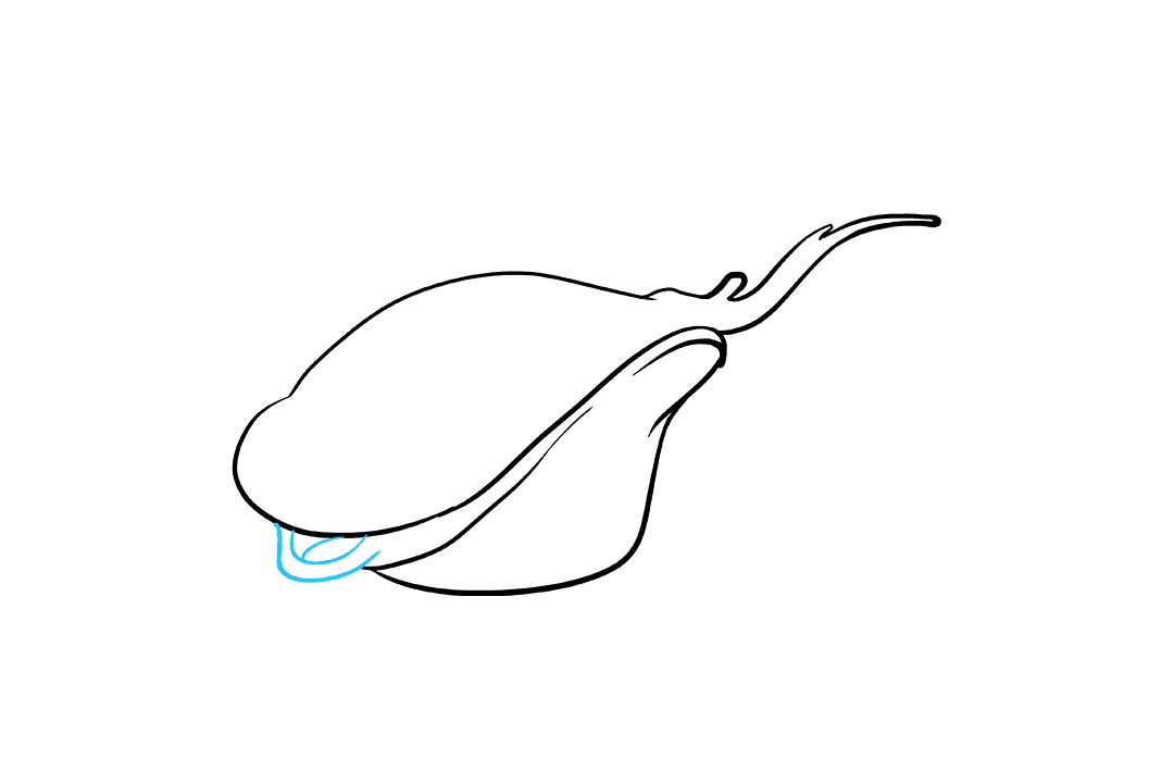 赤魟鱼怎么画-图4