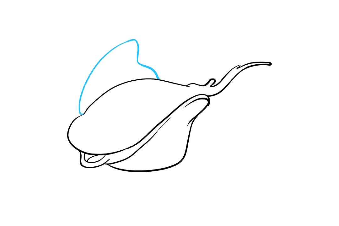 赤魟鱼怎么画-图5