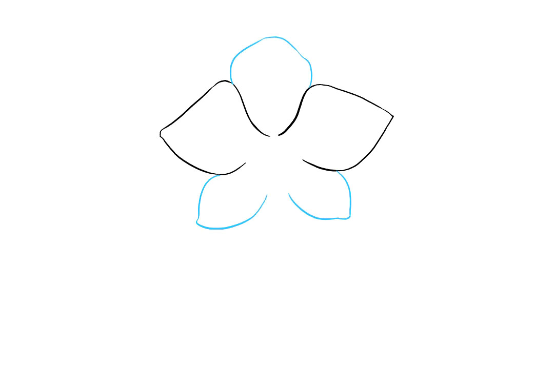 兰花的画法-图3