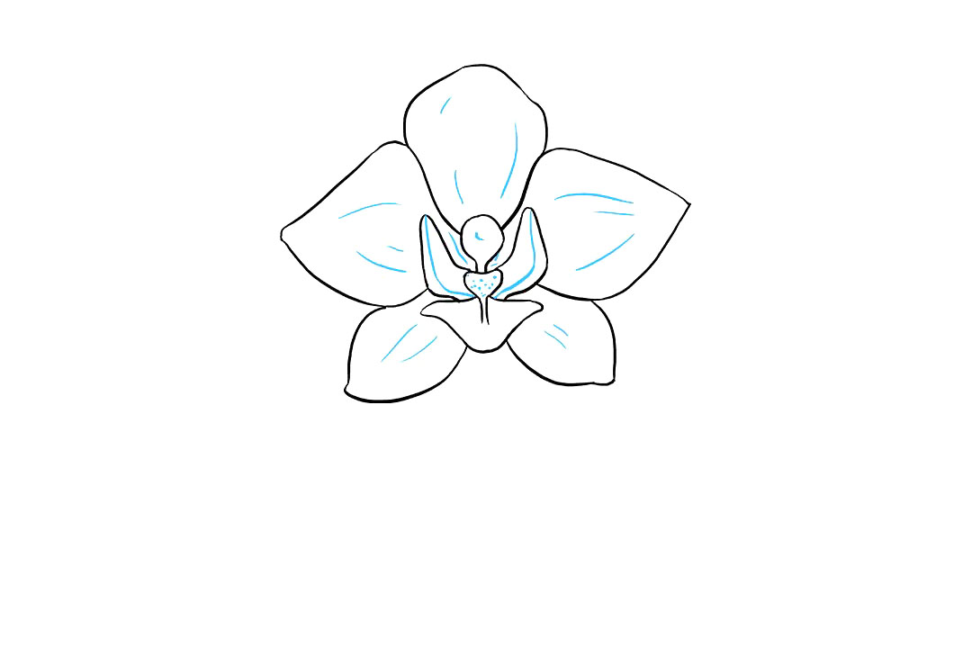 兰花的画法-图7