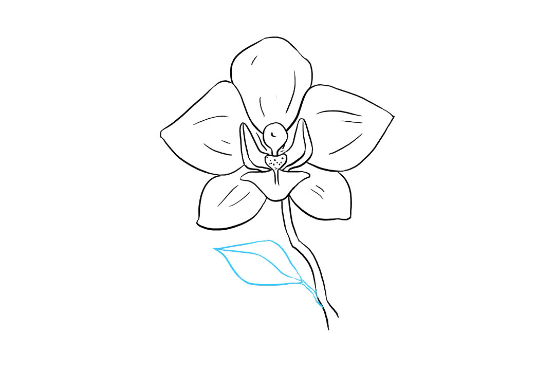 兰花的画法-图9