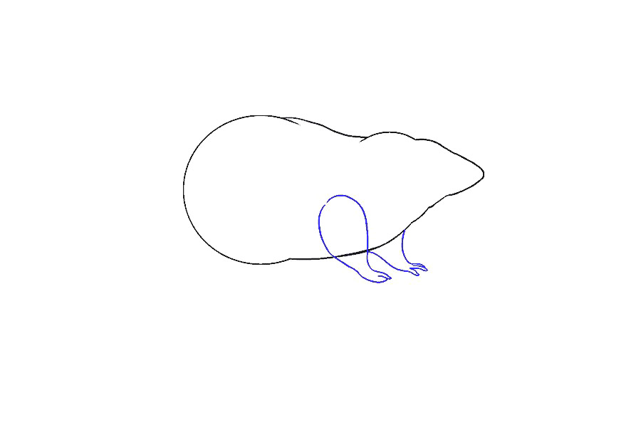 如何画大老鼠-图9