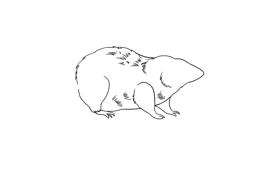 如何画大老鼠-图14