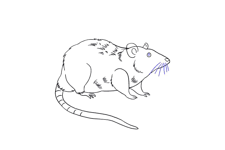 如何画大老鼠-图19