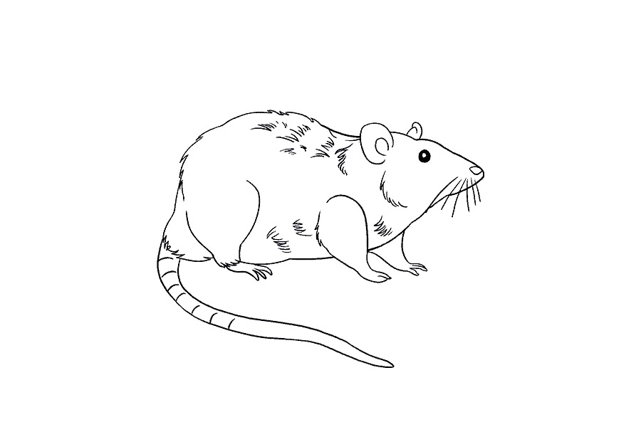 如何画大老鼠-图20
