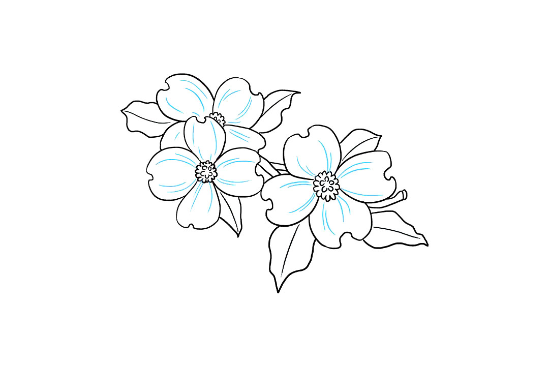 如何画山茱萸花简笔画-图9