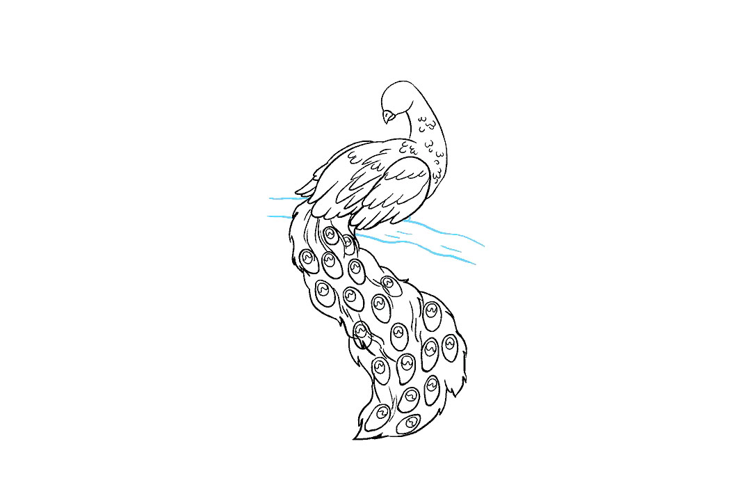 孔雀怎么画-图6