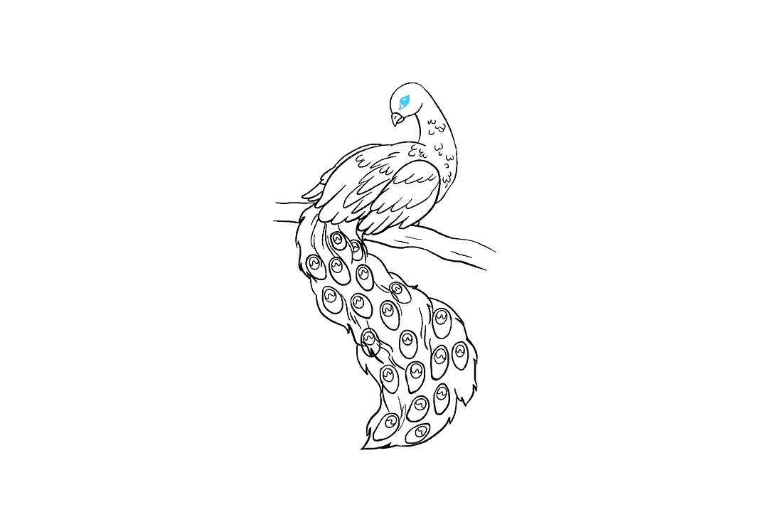 孔雀怎么画-图7