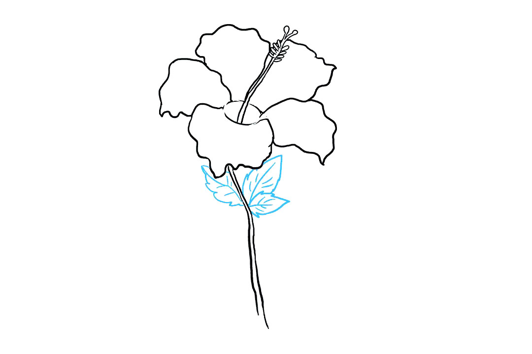 芙蓉花怎么画-图7