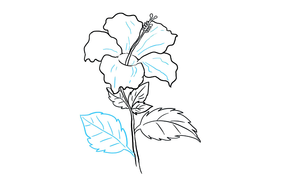 芙蓉花怎么画-图9