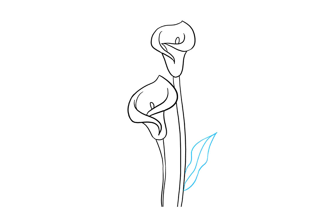 马蹄莲怎么画-图7