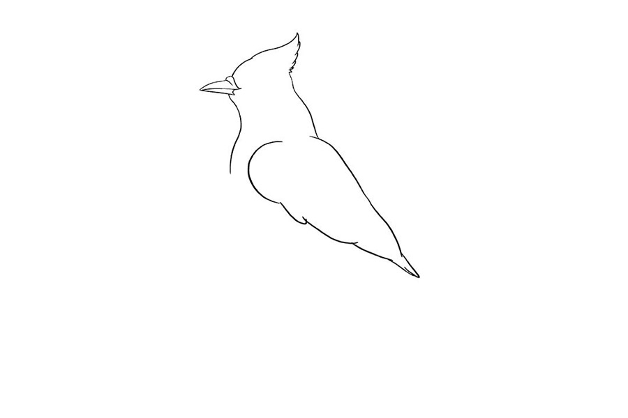 如何画蓝鸦-图6