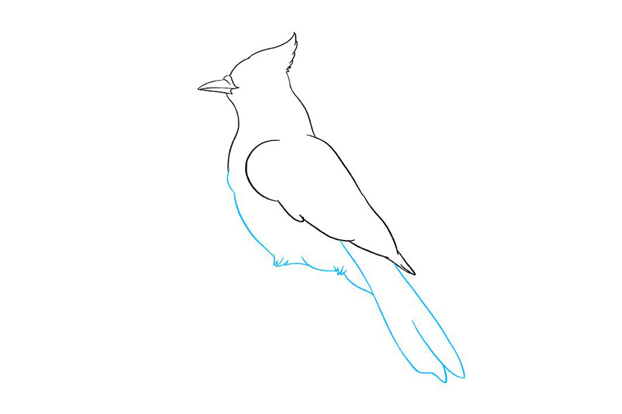 如何画蓝鸦-图7