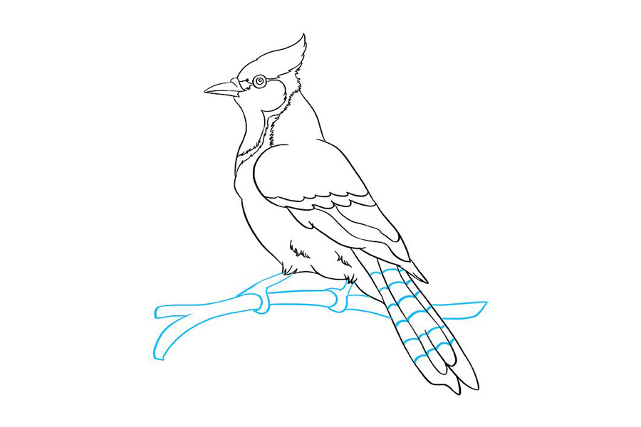 如何画蓝鸦-图9