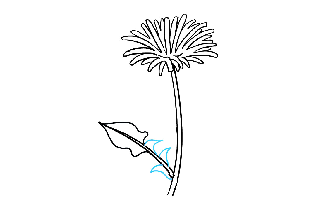 蒲公英怎么画-图9