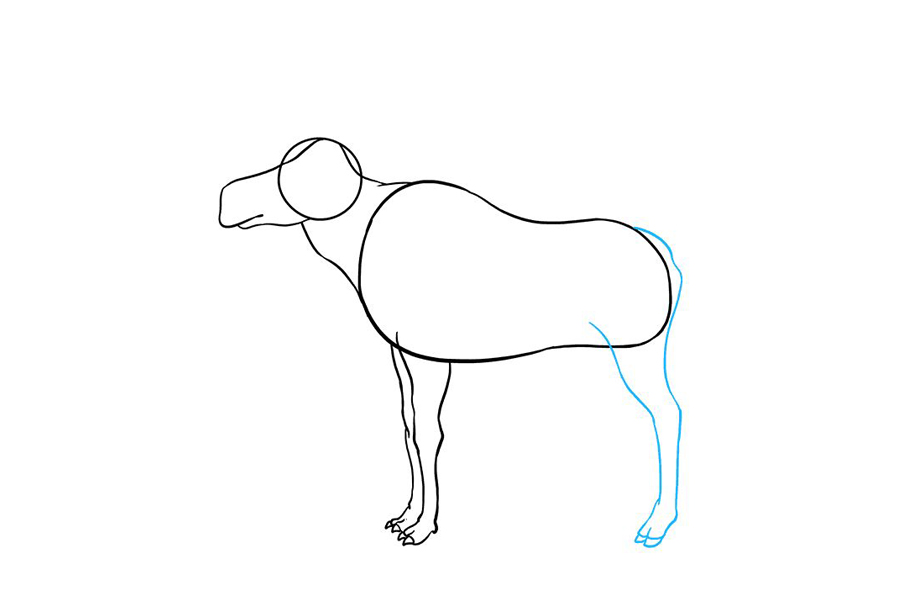 如何画驼鹿-图4