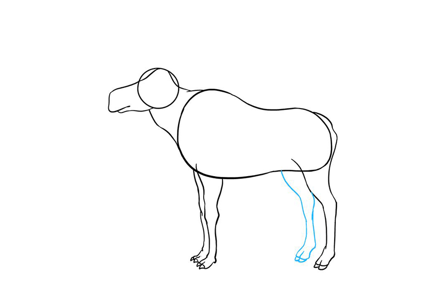 如何画驼鹿-图5