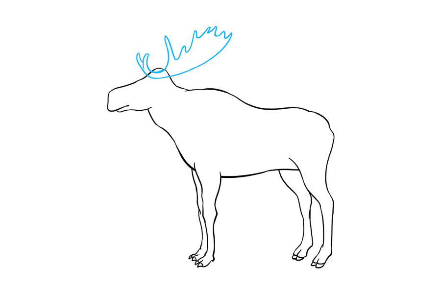 如何画驼鹿-图7