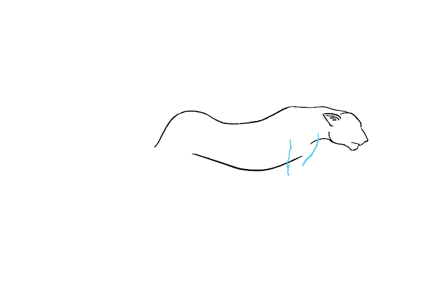 如何画猎豹-图7