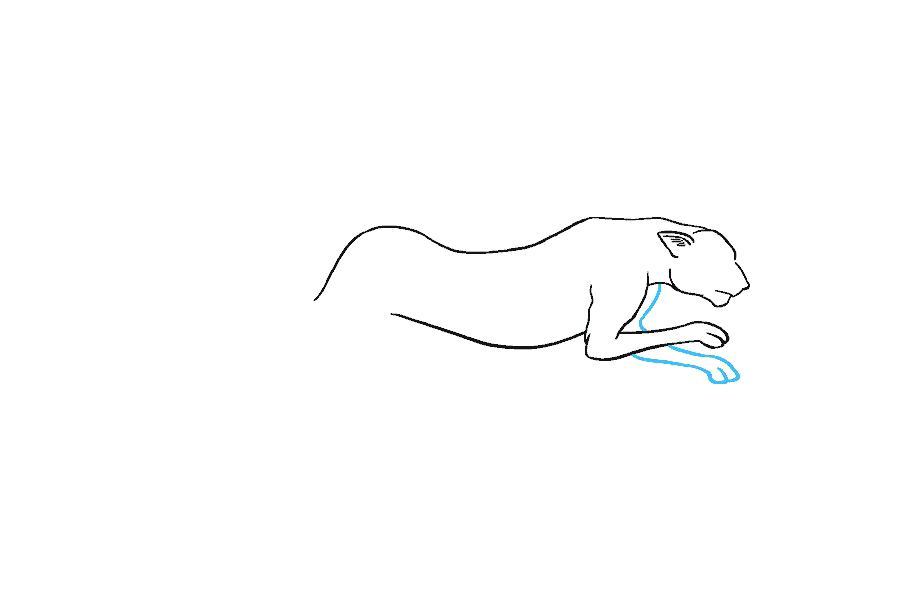 如何画猎豹-图9