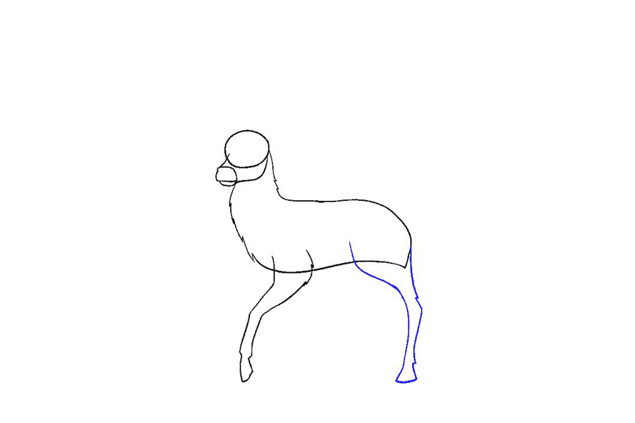 鹿的详细画法步骤-图7