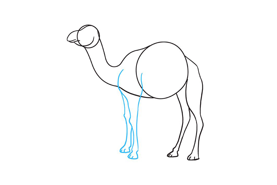 如何画骆驼-图6