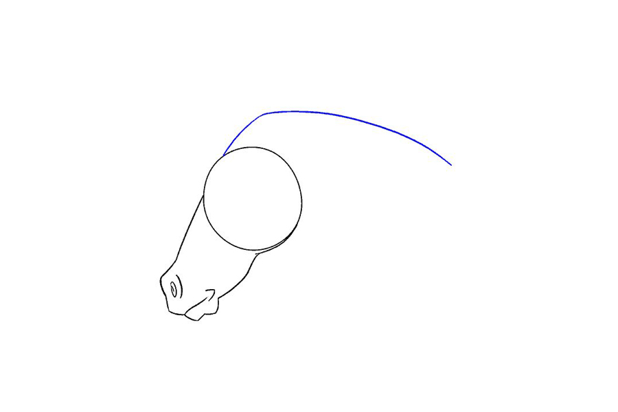 马的头部详细画法步骤-图11