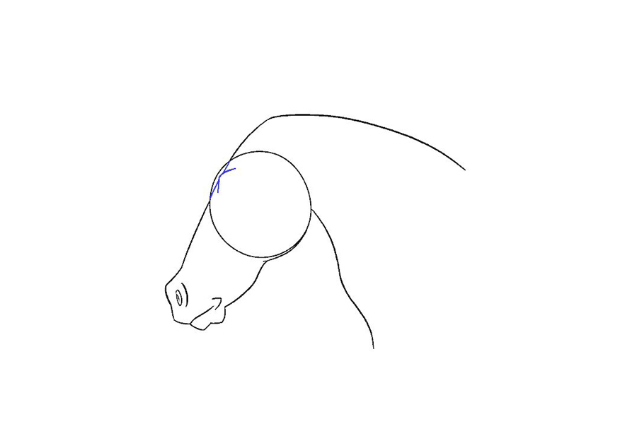 马的头部详细画法步骤-图13