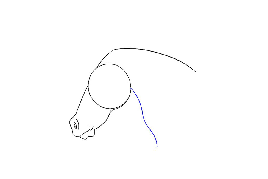 马的头部详细画法步骤-图12