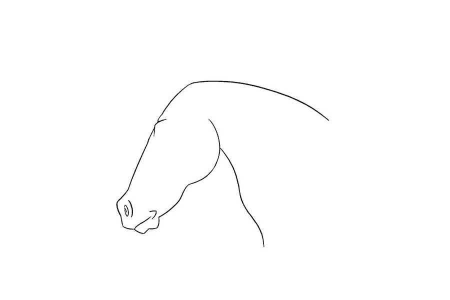 马的头部详细画法步骤-图14