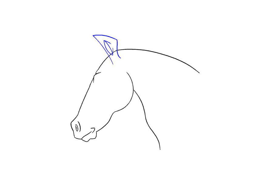 马的头部详细画法步骤-图15