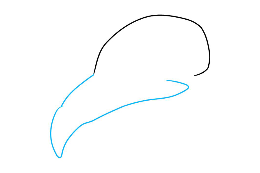 如何画鸟头骨-图2