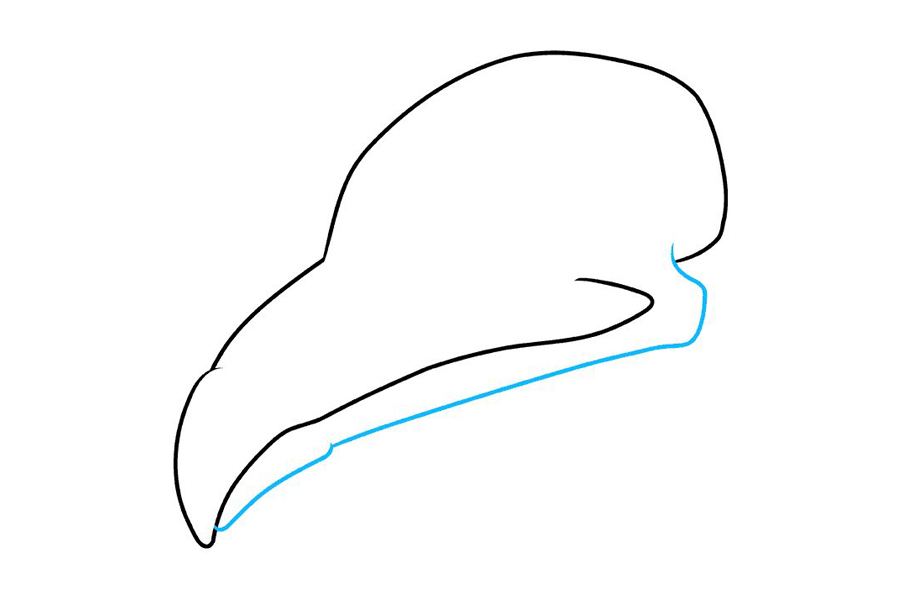 如何画鸟头骨-图3