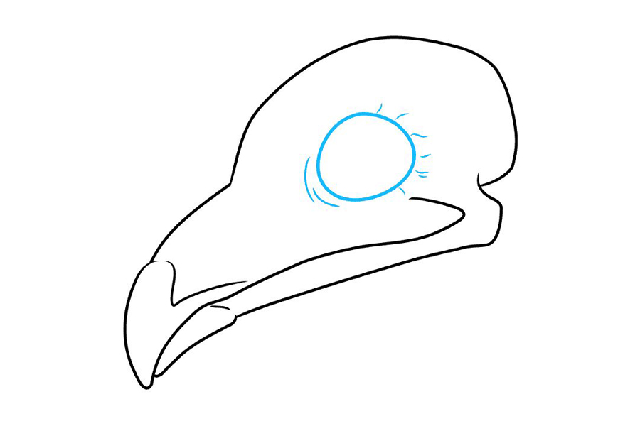 如何画鸟头骨-图5