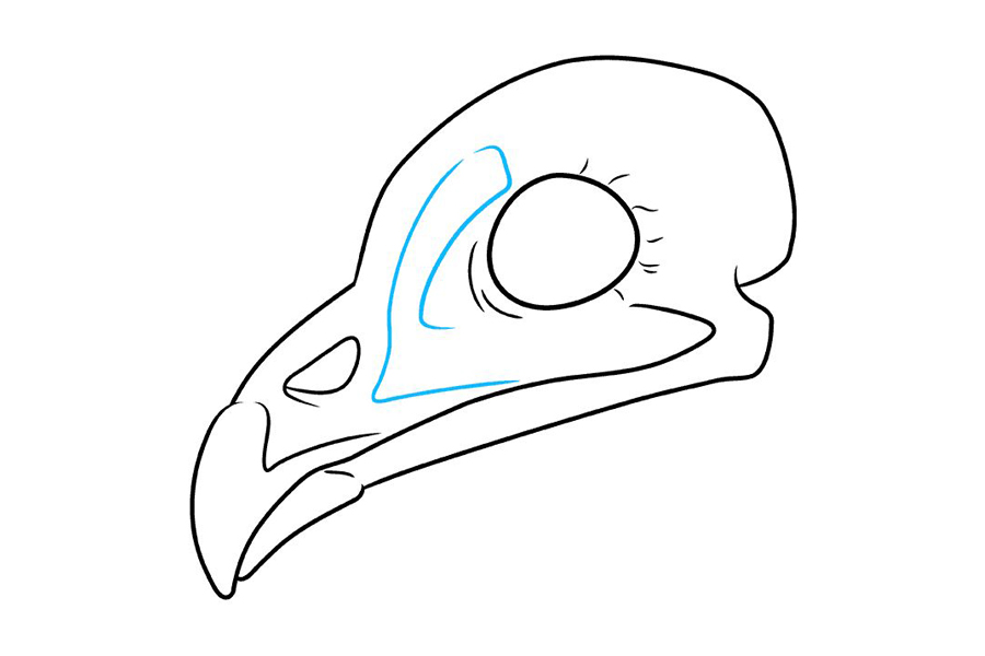 如何画鸟头骨-图7