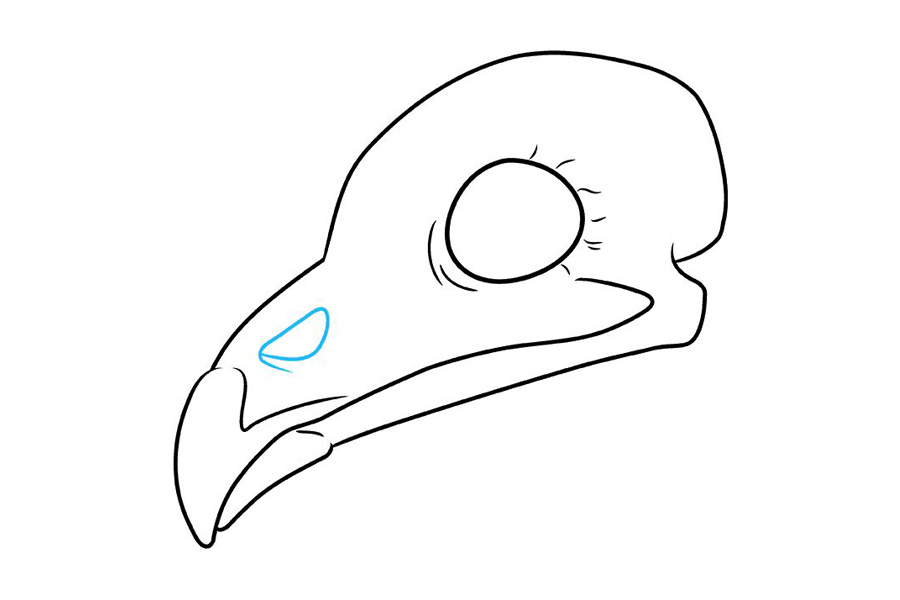 如何画鸟头骨-图6