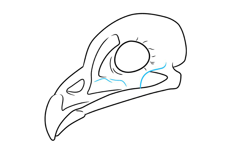 如何画鸟头骨-图8