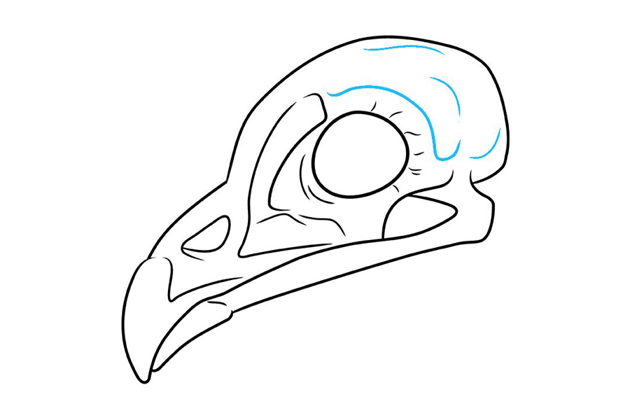 如何画鸟头骨-图9