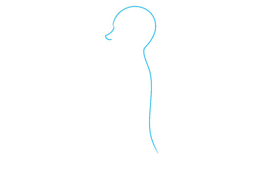 如何画脊柱-图1