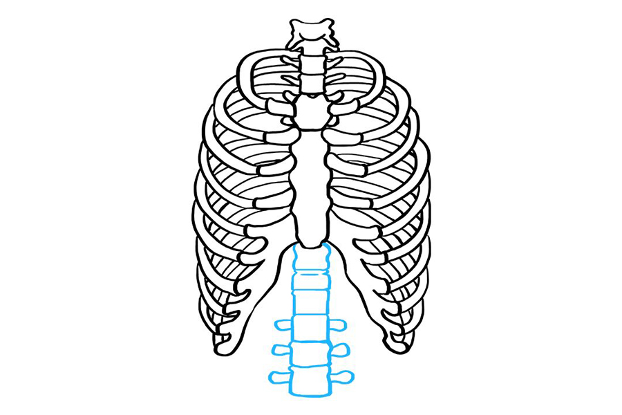 如何画肋骨-图8