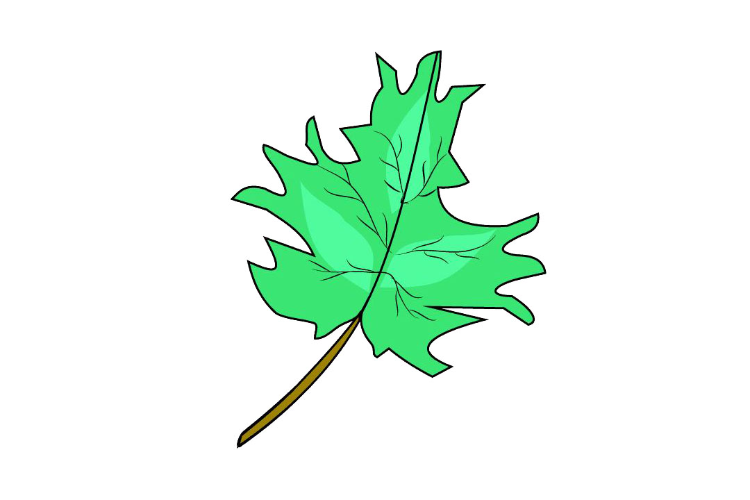 枫叶怎么画