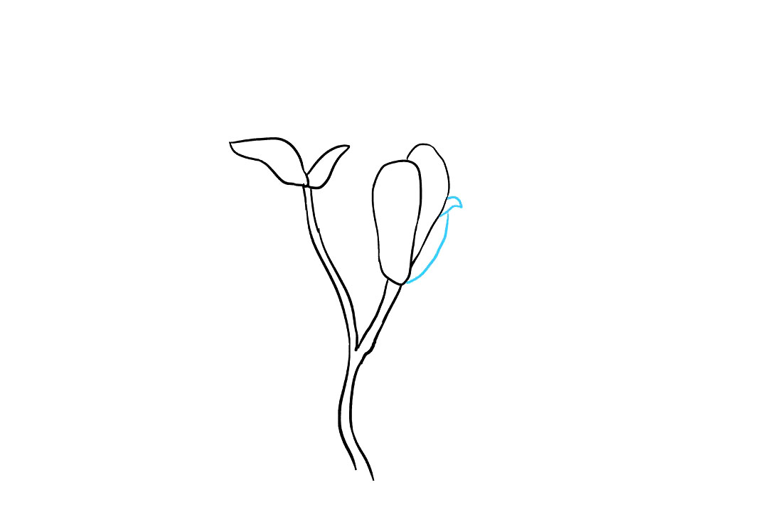 木兰花的画法-图4