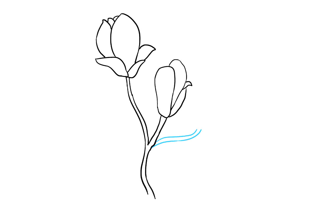 木兰花的画法-图6