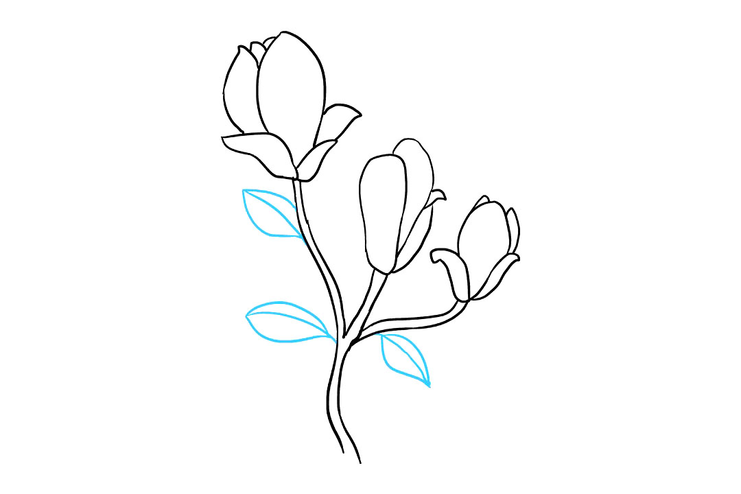 木兰花的画法-图8