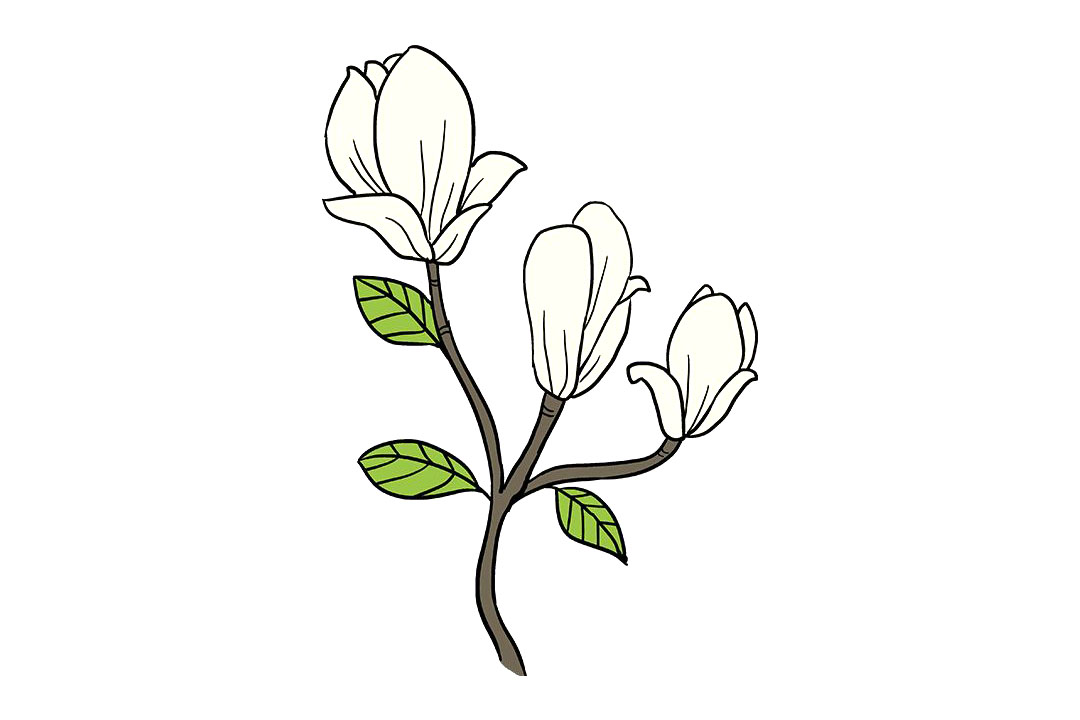 木兰花的画法