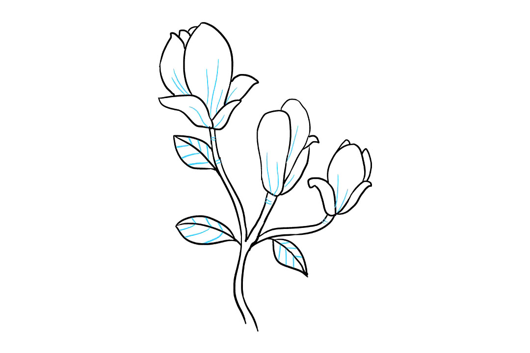 木兰花的画法-图9