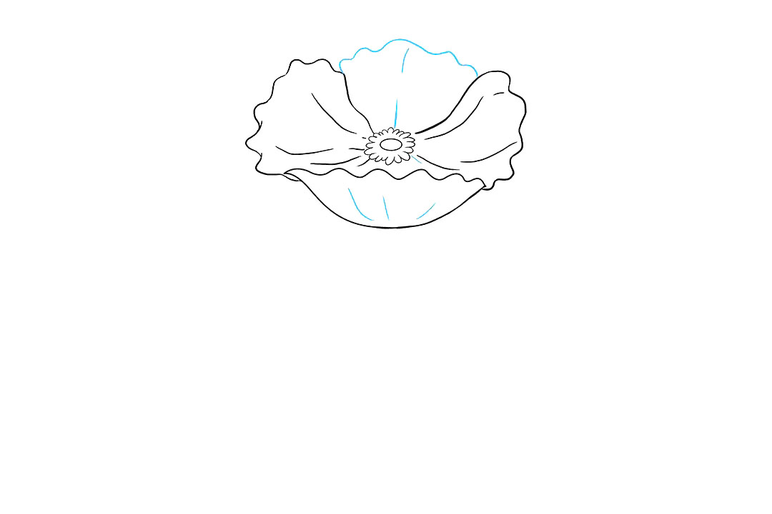 罂粟花怎么画-图5
