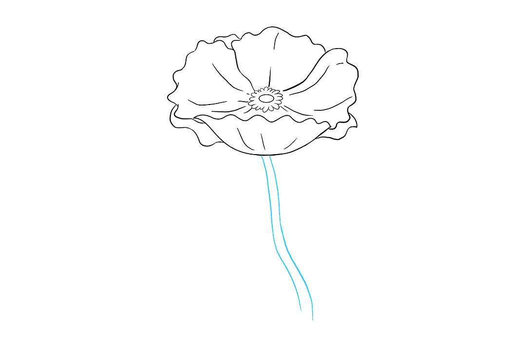 罂粟花怎么画-图7