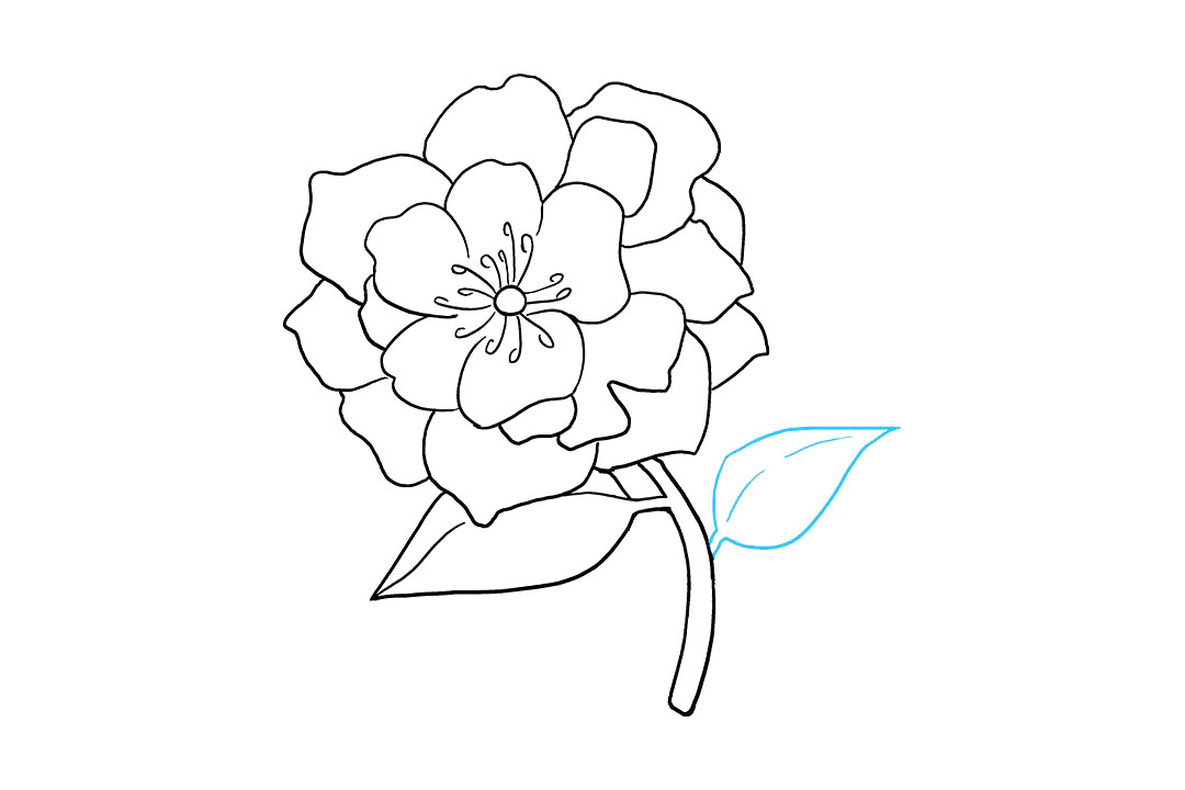 牡丹花怎么画-图8